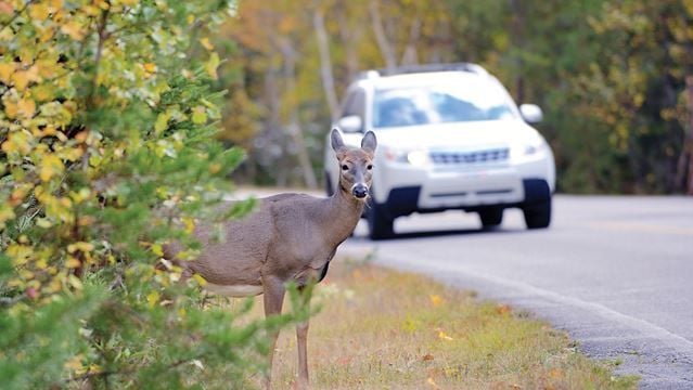 Watch Out for Wildlife: 4 Animal-Friendly Driving Tips Watch Out for Wildlife: 4 Animal-Friendly Driving Tips